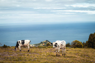 Cows grazing in the sea