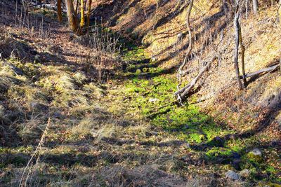 Trees growing in forest