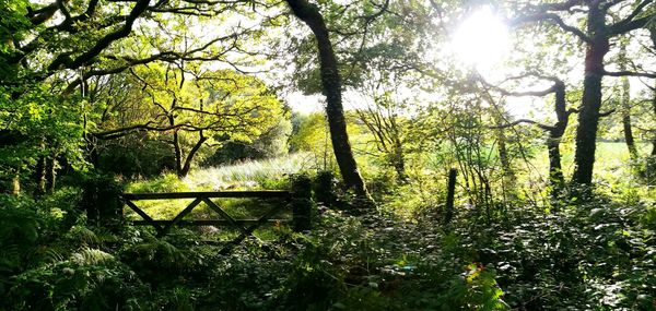 Trees in forest