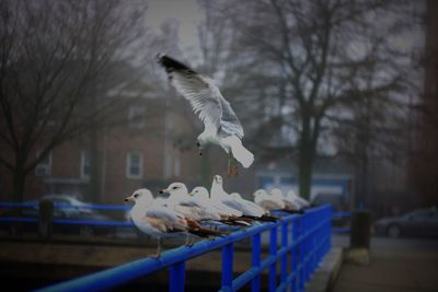 Seagull flying in a row