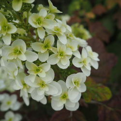 Close-up of white flowers