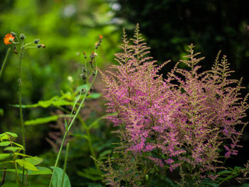 Close-up of purple flowering plants