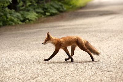 Full length of a dog running on road