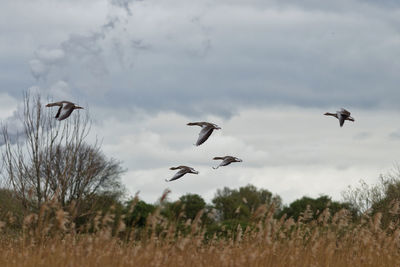 Flock of birds flying in the sky