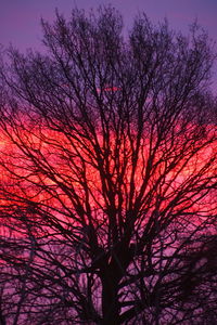 Low angle view of bare trees against sky