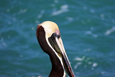 Close-up of a bird