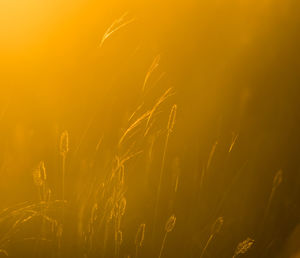 Close-up of grass against sky at sunset
