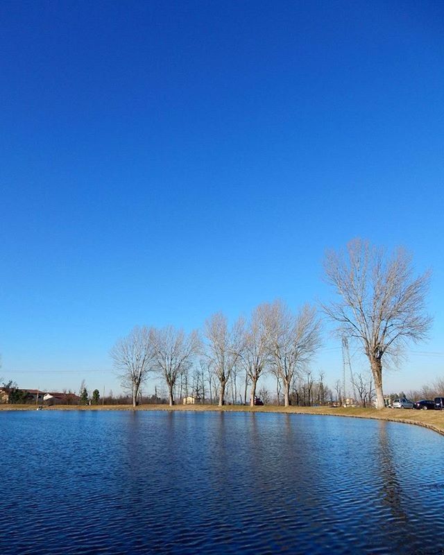 clear sky, blue, water, tree, bare tree, copy space, tranquility, tranquil scene, scenics, waterfront, beauty in nature, lake, nature, idyllic, river, day, landscape, outdoors, calm, rippled