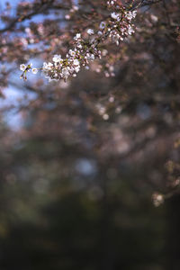 Low angle view of cherry blossom tree