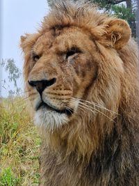 animal