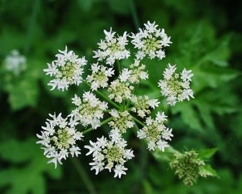 Close-up of flowers on plant