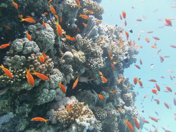 View of fish swimming in sea