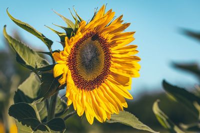 Close-up of sunflower