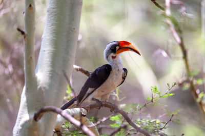 Bird perching on a branch