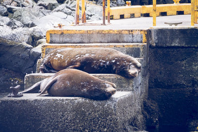 Seals relaxing on steps