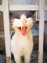 Close-up of cat yawning