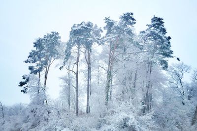 Trees in forest against clear sky during winter