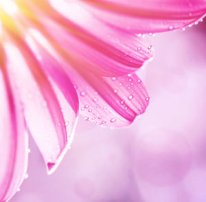 Close-up of pink flower