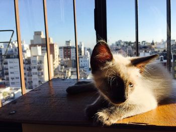 Portrait of cat on city against sky