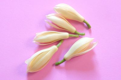 Close-up of pink flowers over colored background