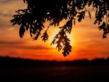 Low angle view of silhouette tree against orange sky
