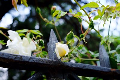 Close-up of flower growing on tree