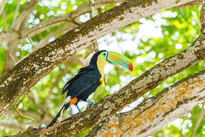 Low angle view of bird perching on tree