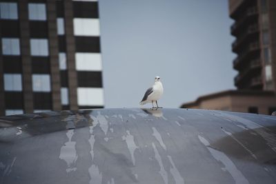 Close-up of seagull perching on ground against clear sky