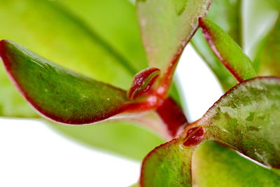 Close-up of green plant