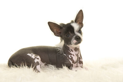 Portrait of puppy against white background