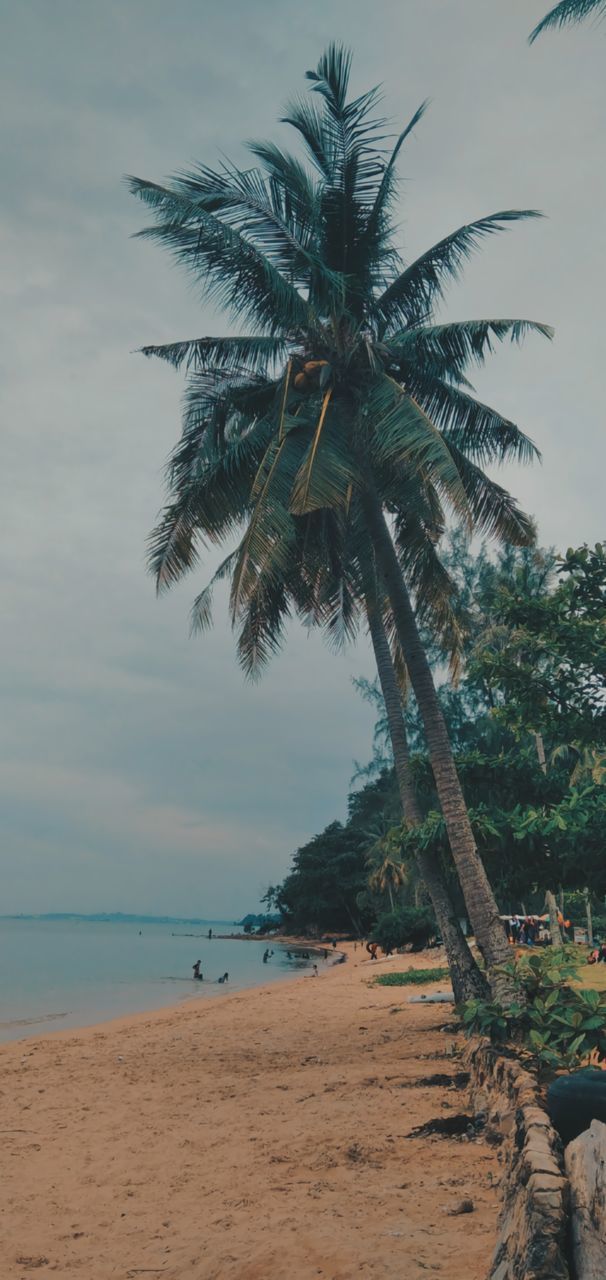 COCONUT PALM TREES ON BEACH AGAINST SKY