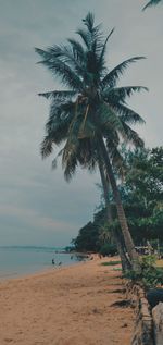 Palm trees on beach against sky