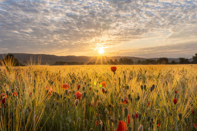 Scenic view of field against sky during sunset