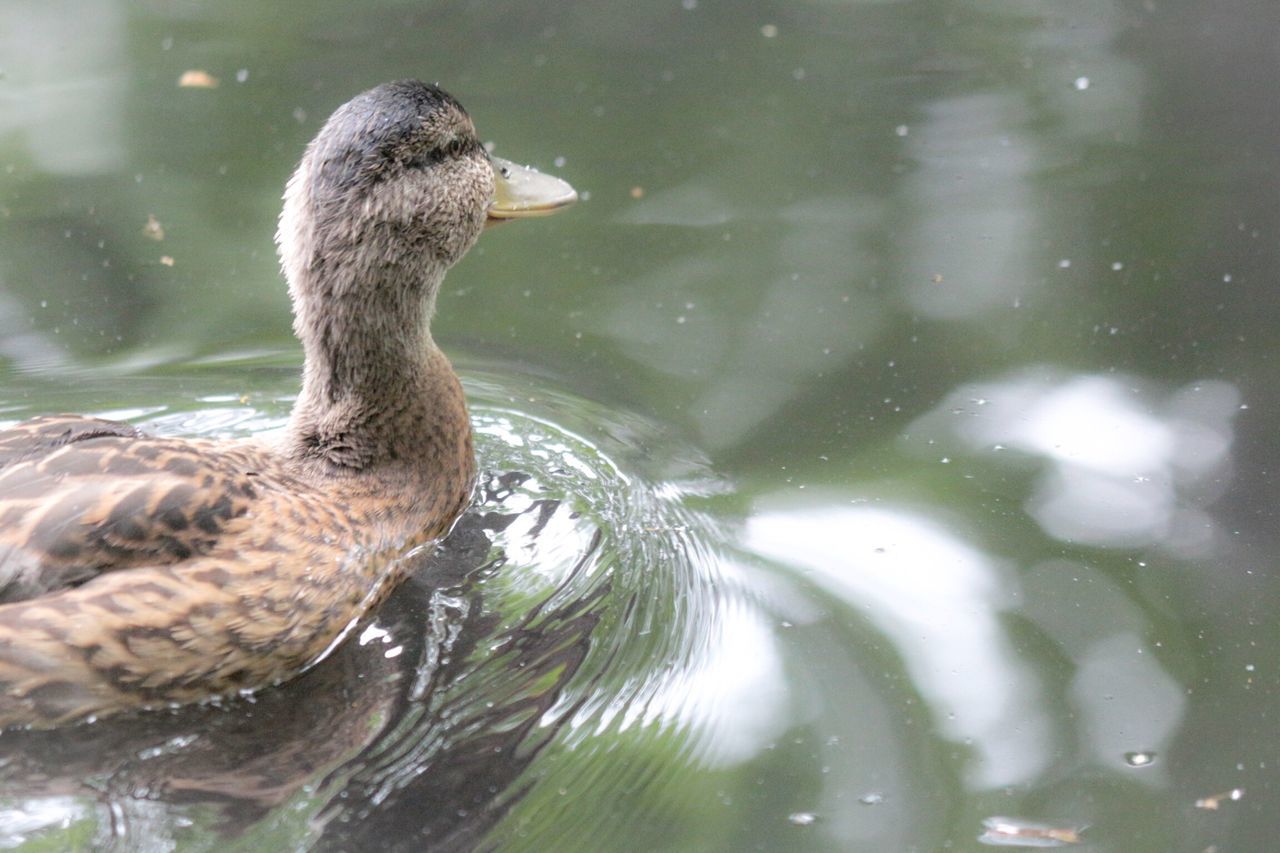 DUCKS SWIMMING IN LAKE