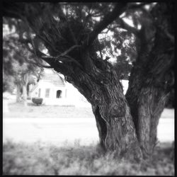 Close-up of tree against built structure