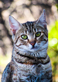 Close-up portrait of tabby cat