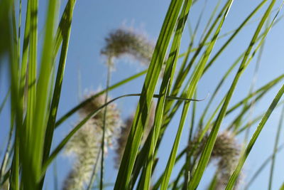 Close-up of stalks against clear sky