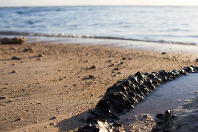 Surface level of sea shore