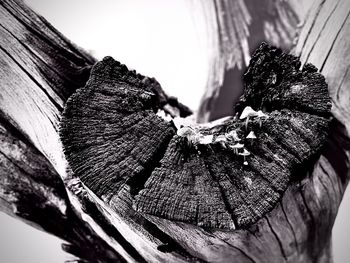 Close-up of log against trees