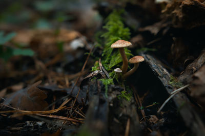 Close-up of mushroom growing on field