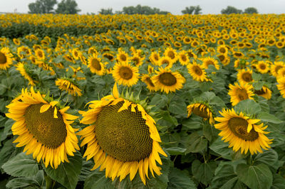 Sunflower field