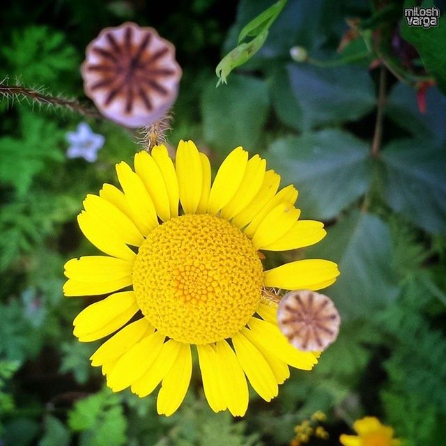 flower, yellow, freshness, focus on foreground, growth, petal, fragility, close-up, beauty in nature, flower head, plant, blooming, nature, day, in bloom, outdoors, park - man made space, no people, pollen, leaf