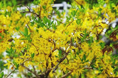 Close-up of yellow flowering plant