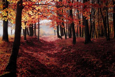 Trees in forest