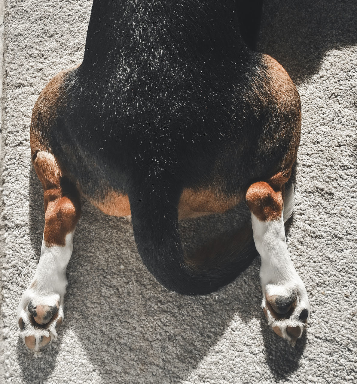 HIGH ANGLE VIEW OF DOG RELAXING ON FLOOR