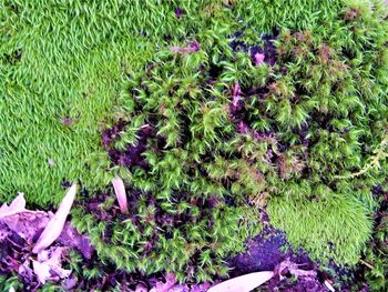 High angle view of flowering plants on field