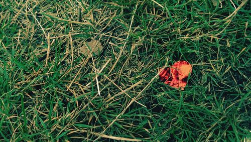 Plant growing on grassy field