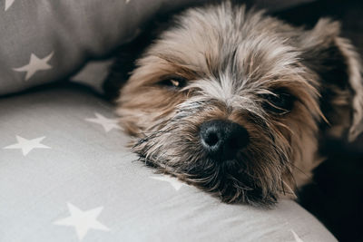 Close-up portrait of yorkshire terrier dog resting