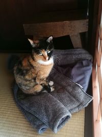 Cat sitting on wood