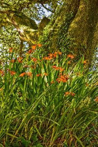 Low angle view of flowers growing in field